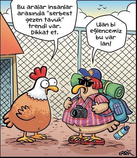 Gezen Tavuk mu Bekleyen Tavuk mu Derken Asıl Olan Yenen Tavuk!