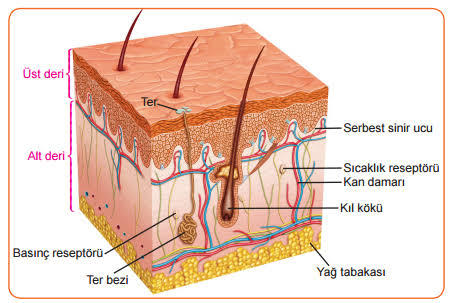 Sandığınız Kadar Masum Olmayan Deodorantların Zararları