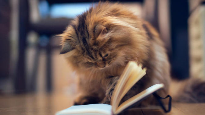 Hepimizin Kedilerden Alması Gereken 10 Hayat Dersi!