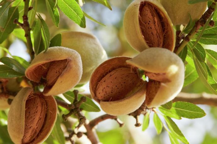 En Etkili Zayıflatan Yiyecekler Nelerdir?