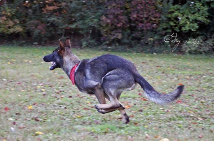 Kendinden Başka Her Şeye Benzetilen Köpeklerin Dramını Yansıtan Tweetler!