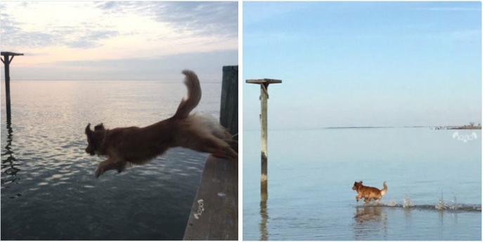 Kendinden Başka Her Şeye Benzetilen Köpeklerin Dramını Yansıtan Tweetler!