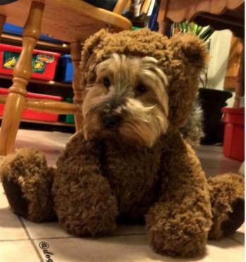Kendinden Başka Her Şeye Benzetilen Köpeklerin Dramını Yansıtan Tweetler!