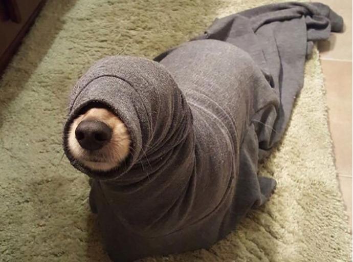Kendinden Başka Her Şeye Benzetilen Köpeklerin Dramını Yansıtan Tweetler!