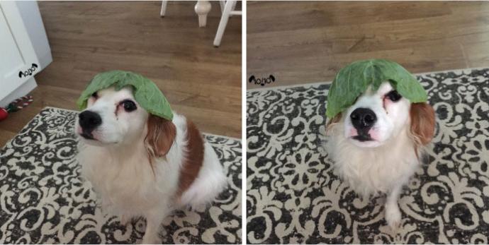 Kendinden Başka Her Şeye Benzetilen Köpeklerin Dramını Yansıtan Tweetler!