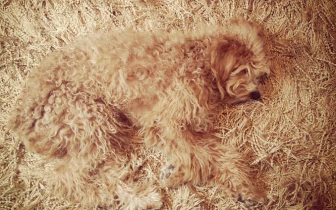 Kendinden Başka Her Şeye Benzetilen Köpeklerin Dramını Yansıtan Tweetler!