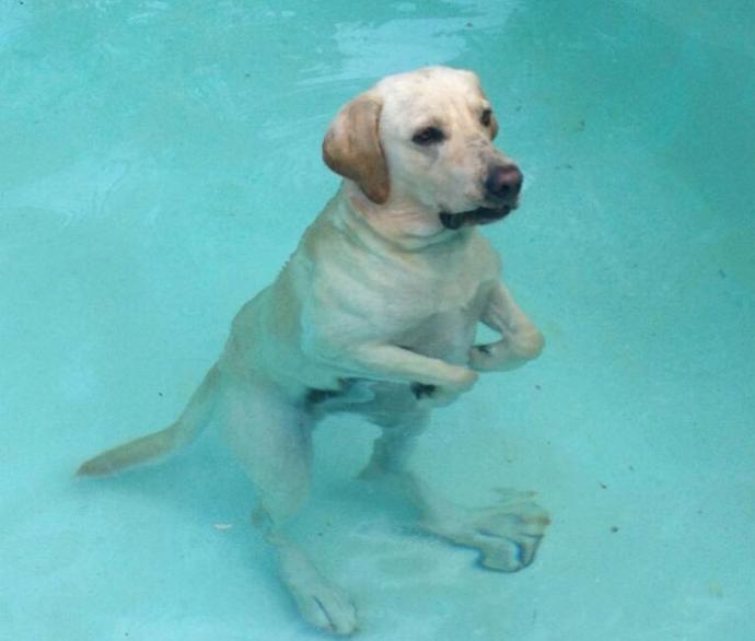 Kendinden Başka Her Şeye Benzetilen Köpeklerin Dramını Yansıtan Tweetler!