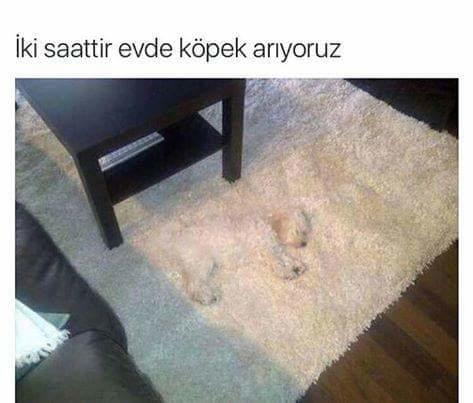 Kendinden Başka Her Şeye Benzetilen Köpeklerin Dramını Yansıtan Tweetler!
