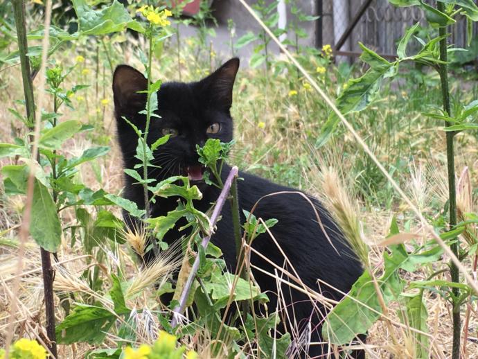 Kendinden Başka Her Şeye Benzetilen Köpeklerin Dramını Yansıtan Tweetler!