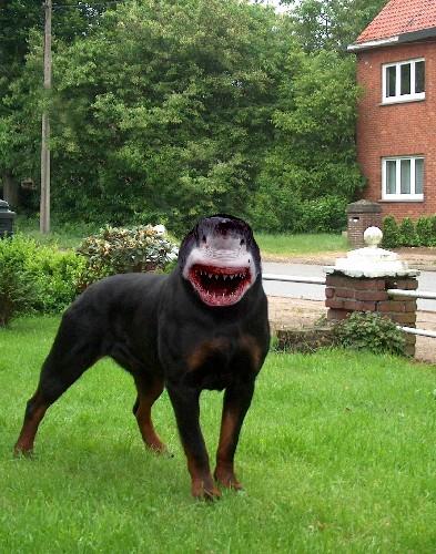 Kendinden Başka Her Şeye Benzetilen Köpeklerin Dramını Yansıtan Tweetler!