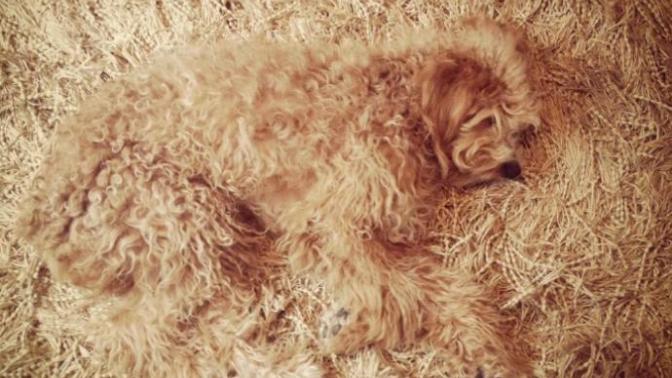 Kendinden Başka Her Şeye Benzetilen Köpeklerin Dramını Yansıtan Tweetler!