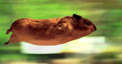 Hamsterleri Sevmek İçin 7 Sebep!