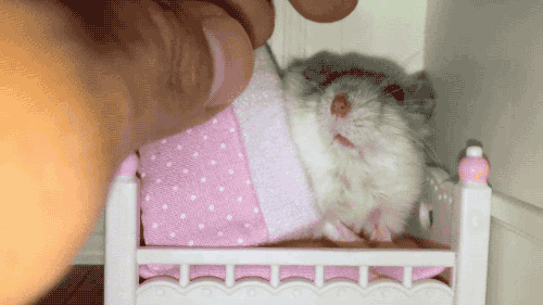 Hamsterleri Sevmek İçin 7 Sebep!