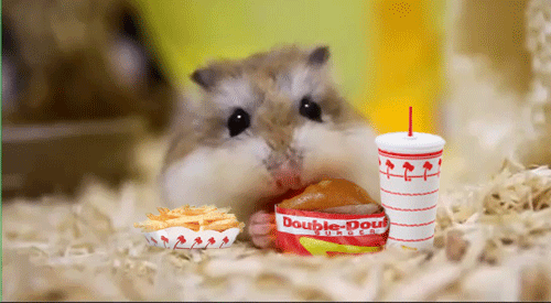 Hamsterleri Sevmek İçin 7 Sebep!
