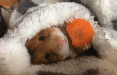 Hamsterleri Sevmek İçin 7 Sebep!