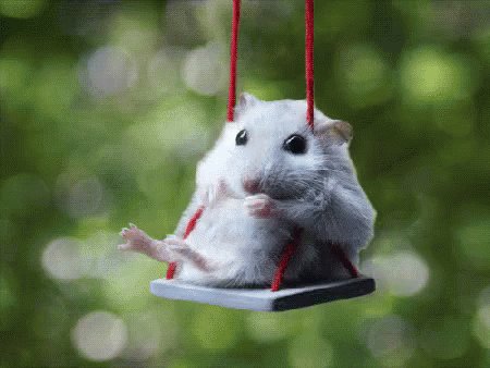 Hamsterleri Sevmek İçin 7 Sebep!