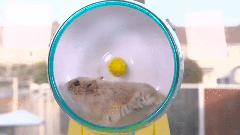 Hamsterleri Sevmek İçin 7 Sebep!