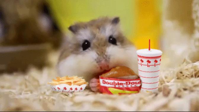 Hamsterleri Sevmek İçin 7 Sebep!