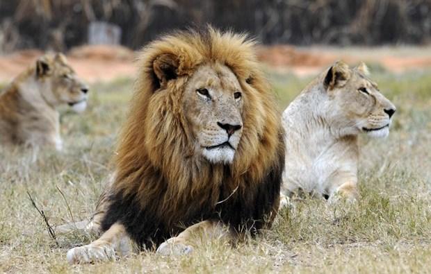 Karşınızda Ormanların Kadını: Aslan Burcu