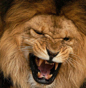 Karşınızda Ormanların Kadını: Aslan Burcu