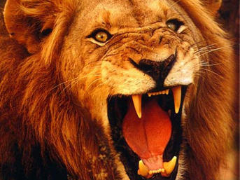 Karşınızda Ormanların Kadını: Aslan Burcu