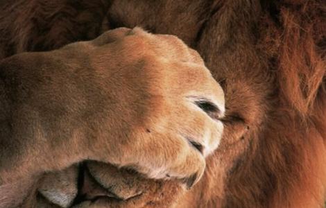 Karşınızda Ormanların Kadını: Aslan Burcu