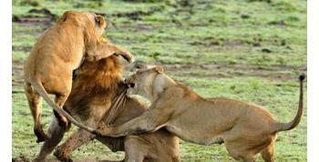 Karşınızda Ormanların Kadını: Aslan Burcu