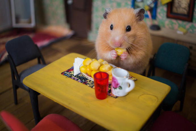 Dünyanın En İşsizi Olmaya Aday, 1984 Saat Uğraşarak Hamster Şehri Yapan Ekiple Tanışın!