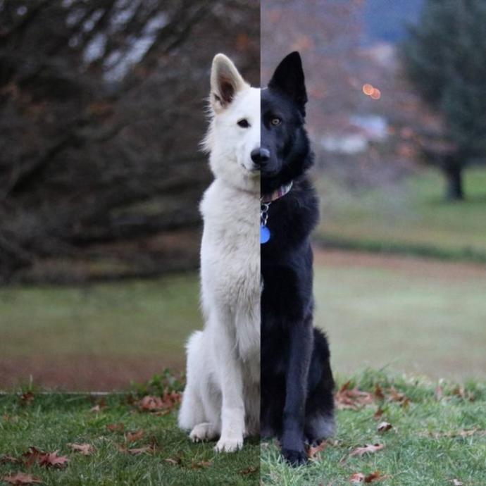 Yıldırım Nikahıyla Aşklarını Pekiştiren Beşiktaşlı Köpekler