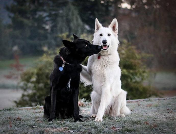 Yıldırım Nikahıyla Aşklarını Pekiştiren Beşiktaşlı Köpekler