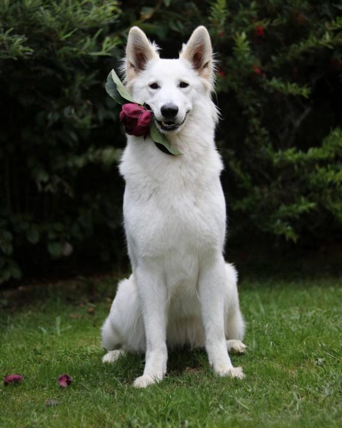Yıldırım Nikahıyla Aşklarını Pekiştiren Beşiktaşlı Köpekler