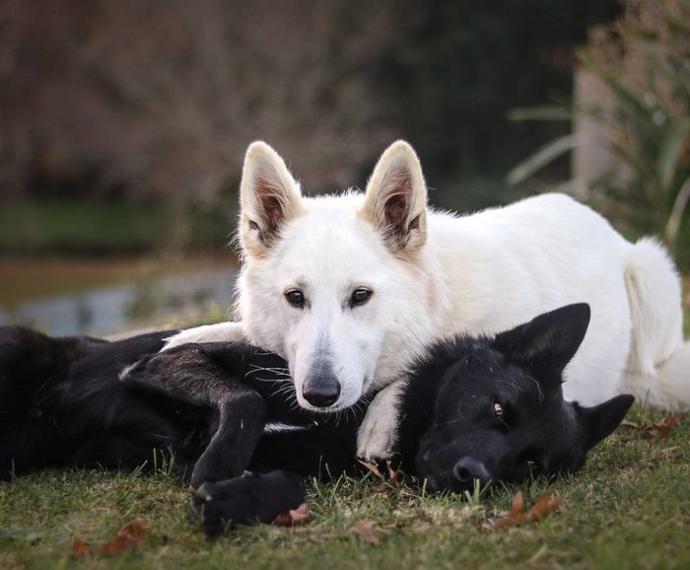 Yıldırım Nikahıyla Aşklarını Pekiştiren Beşiktaşlı Köpekler