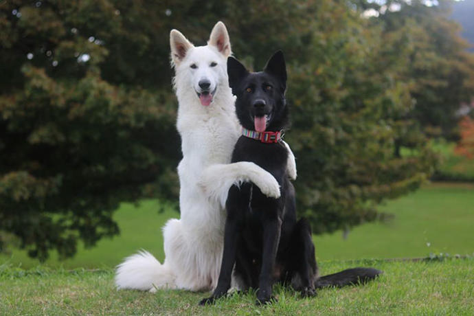 Yıldırım Nikahıyla Aşklarını Pekiştiren Beşiktaşlı Köpekler