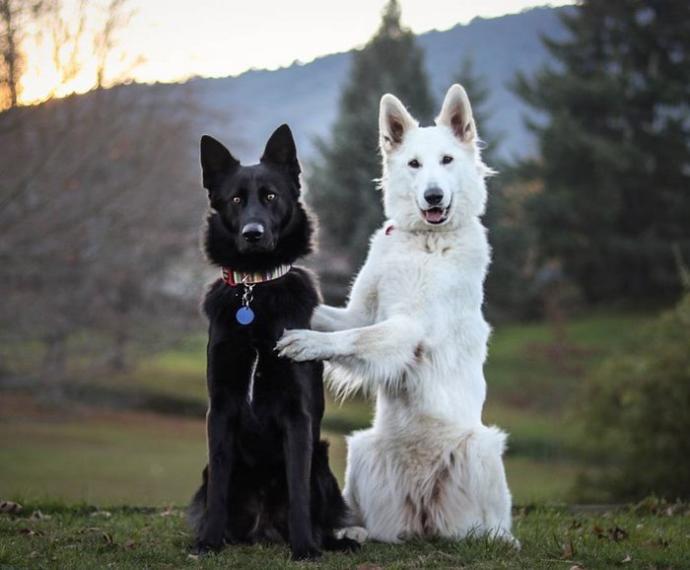 Yıldırım Nikahıyla Aşklarını Pekiştiren Beşiktaşlı Köpekler