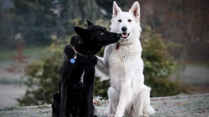 Yıldırım Nikahıyla Aşklarını Pekiştiren Beşiktaşlı Köpekler