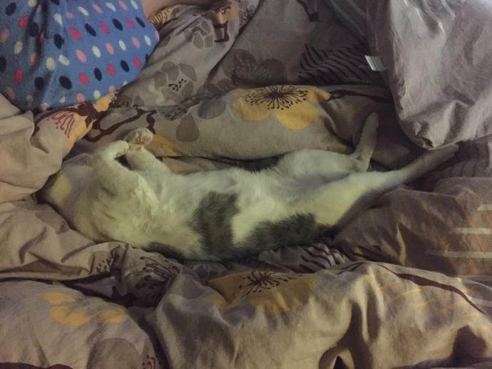 Hayvanlar Aleminin En Komik Halini Yansıtan 7 Kedi Fotoğrafı