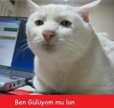 Hayvanlar Aleminin En Komik Halini Yansıtan 7 Kedi Fotoğrafı