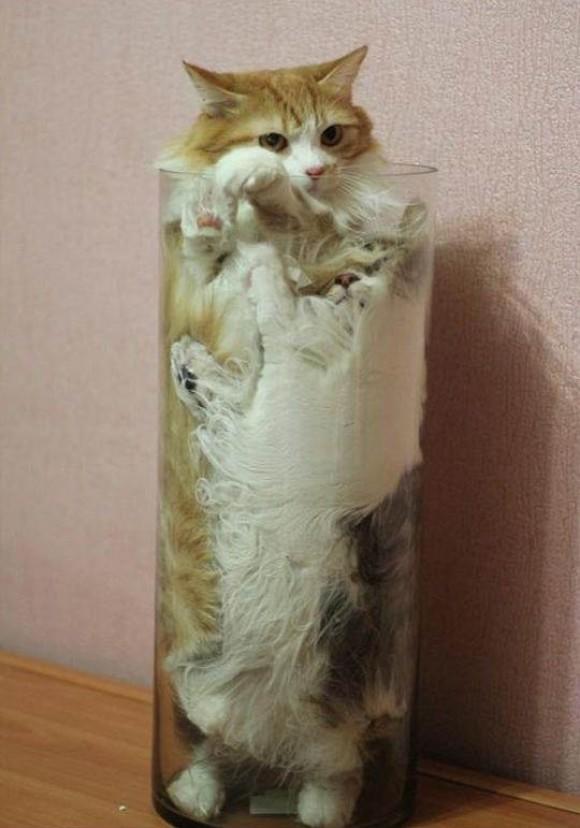 Hayvanlar Aleminin En Komik Halini Yansıtan 7 Kedi Fotoğrafı