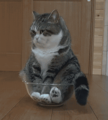 Hayvanlar Aleminin En Komik Halini Yansıtan 7 Kedi Fotoğrafı