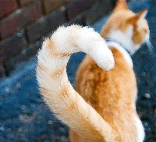 Etrafınızda Sürekli Görebileceğiniz 6 Kedi Davranışı ve Anlamları!