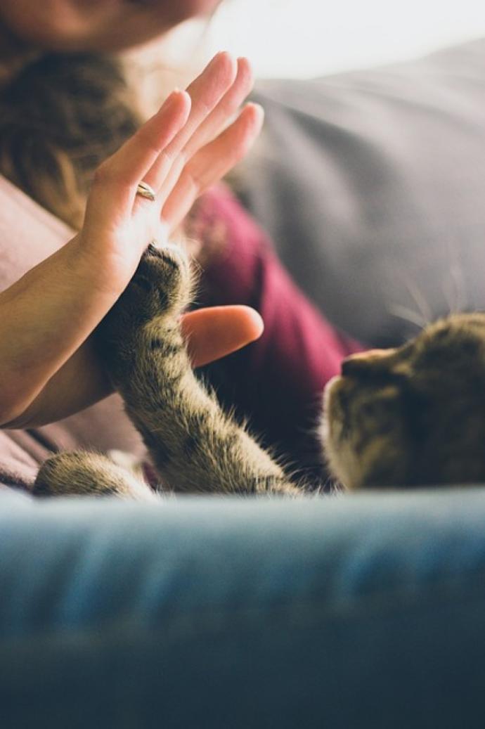 Etrafınızda Sürekli Görebileceğiniz 6 Kedi Davranışı ve Anlamları!