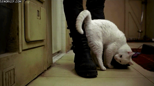 Etrafınızda Sürekli Görebileceğiniz 6 Kedi Davranışı ve Anlamları!
