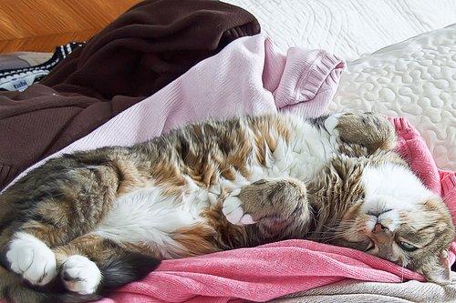 Etrafınızda Sürekli Görebileceğiniz 6 Kedi Davranışı ve Anlamları!
