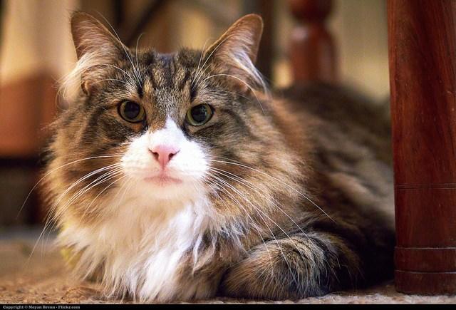 Etrafınızda Sürekli Görebileceğiniz 6 Kedi Davranışı ve Anlamları!