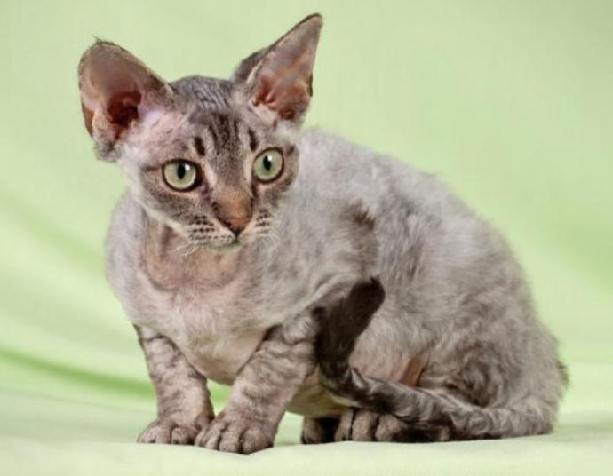Etrafınızda Sürekli Görebileceğiniz 6 Kedi Davranışı ve Anlamları!