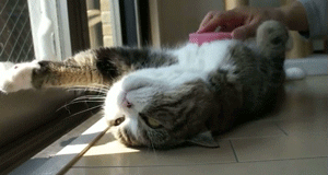 Dünyanın En Güzel Varlıkları Kediler!
