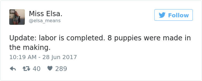 Hamileliğini Fotoğraf Çekimleriyle Ölümsüzleştiren Sevimli Köpek Fusee!