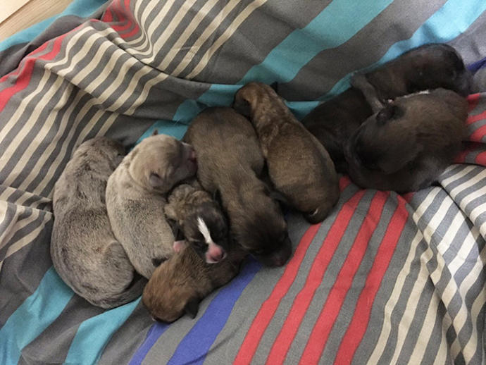 Hamileliğini Fotoğraf Çekimleriyle Ölümsüzleştiren Sevimli Köpek Fusee!