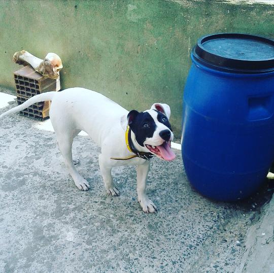 Hamileliğini Fotoğraf Çekimleriyle Ölümsüzleştiren Sevimli Köpek Fusee!