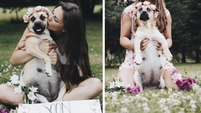 Hamileliğini Fotoğraf Çekimleriyle Ölümsüzleştiren Sevimli Köpek Fusee!